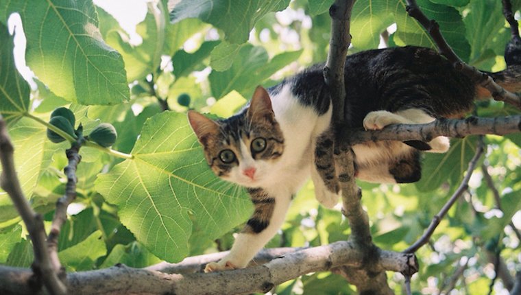 File:Buzzykit climbing tree.jpg